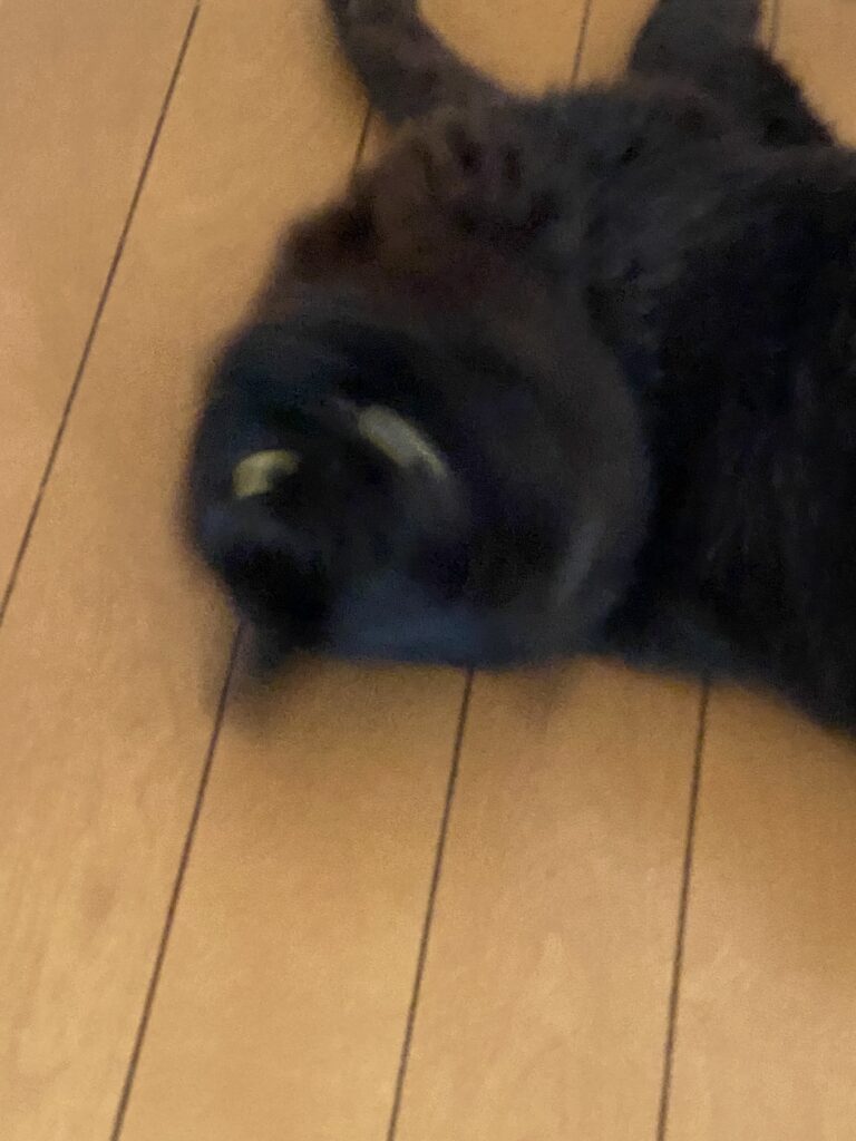 ブレてるテンの写真